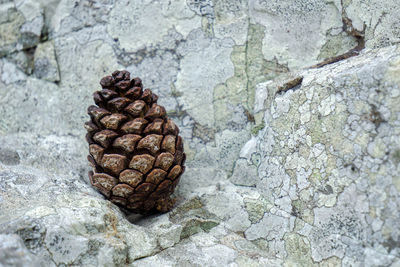 Fall of dry aging pine cone on the white rock background.