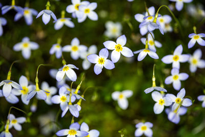 Close-up of white flowering plants on field