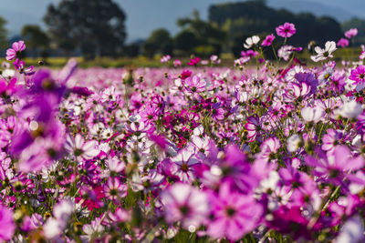 Kashihara city, nara prefecture cosmos field of fujiwara palace