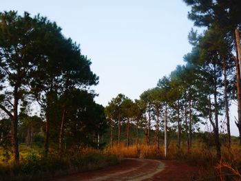 Road amidst trees in forest against sky