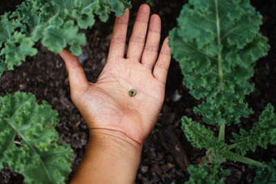 Cropped image of hand holding leaf