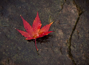 Close-up of red maple leaf on water