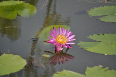 Close-up of water lily in pond