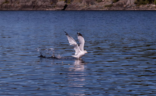 Swan swimming in lake