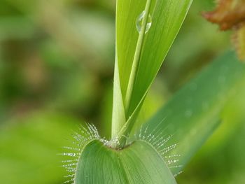 Close-up of wet plant