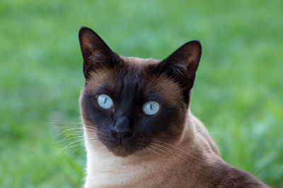 Close-up portrait of a cat