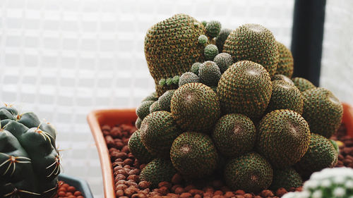 Close-up of fruits for sale in market