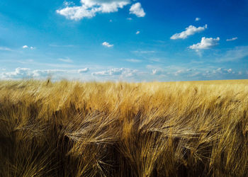 View of wheat field against blue sky