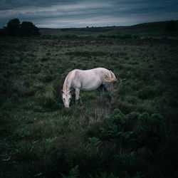 White horse in a field