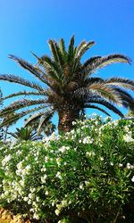 Low angle view of palm tree against clear blue sky