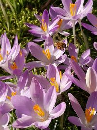 Close-up of purple crocus flowers