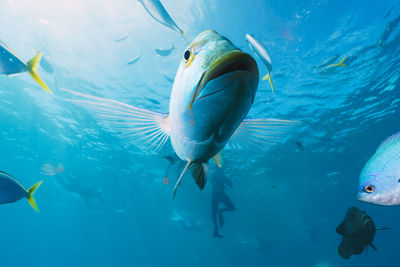 Close-up of fish swimming in sea