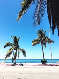 Palm trees on beach