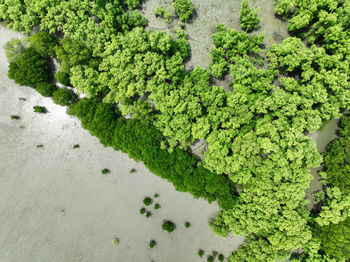 Aerial top view of green mangrove forest. mangrove ecosystem. natural carbon sinks. mangrove capture