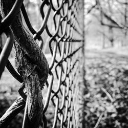Close-up of branch leaning on chainlink fence