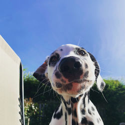 The face that makes you smile magic the dalmatian. funny puppy face
