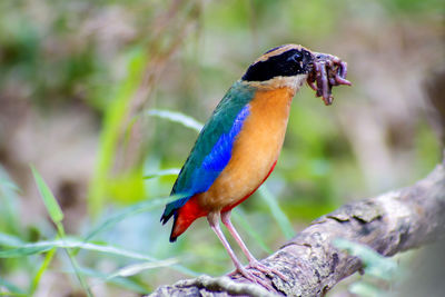 Close-up of bird perching on branch