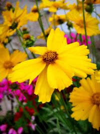 Close-up of yellow flowering plant in park