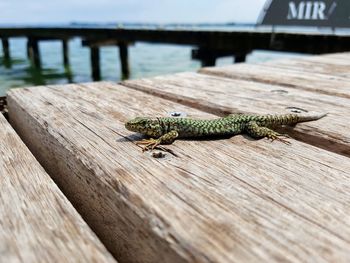 Lizard on wooden pier over lake garda