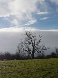 Bare trees on field