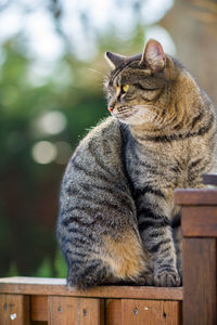 Close-up of cat outdoors