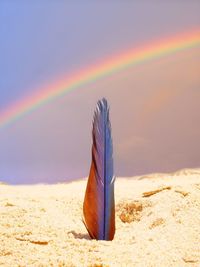 Rainbow over land against sky during sunset
