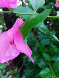 Close-up of raindrops on pink flower