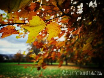 Close-up of maple leaves on tree during autumn