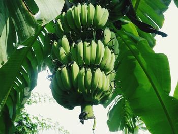 Close-up of banana tree