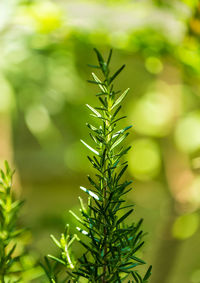 Close-up of pine tree