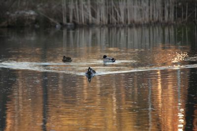 View of ducks swimming in lake