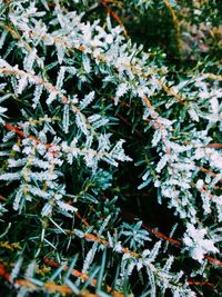 Close-up of leaves on twig