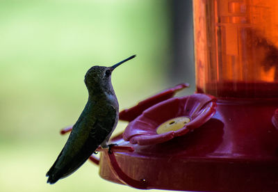 Close-up of bird