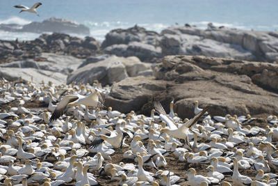 Close-up of gannets on beach