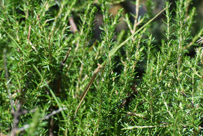 Close-up of fresh green plants on land