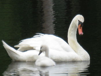 Two swans swimming in water