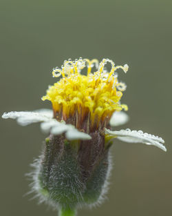 Close-up of flower against blurred background