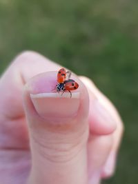 Close-up of ladybug on finger