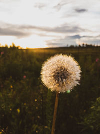 Close-up of dandelion on field against sky
