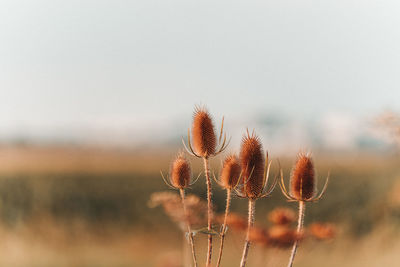 Close-up of dried plant on field against clear sky