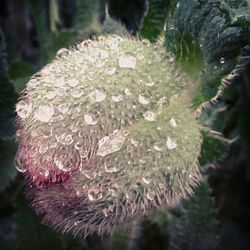 Close-up of dandelion