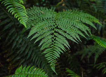 Close-up of fern leaves