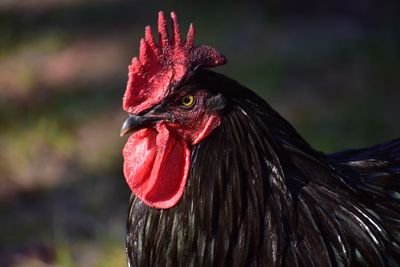 Close-up of a bird