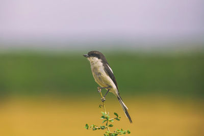 Close-up of bird perching on a plant