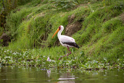 Bird on a lake