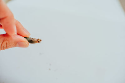 Close-up of hand holding cigarette