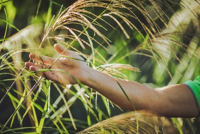 Close-up of hand holding plant