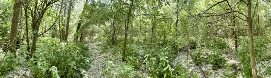 Panoramic view of trees in forest