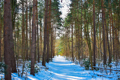 Trees in forest during winter