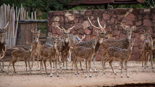 Herd deer that gather in the zoo.many deer are standing and looking at camera.